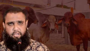 ব্রাহামা গরু আমদানির মাধ্যমে বিপুল অর্থ পাচার করেন ইমরান: সিআইডি