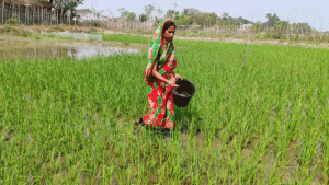 কিষানি থেকে উদ্যোক্তা উপকূলের নারীরা