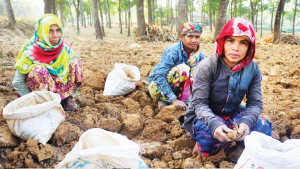 পাতা খুঁটে মজুরি পান পুরুষের অর্ধেক