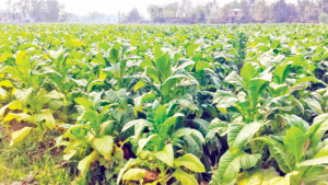 তামাক কোম্পানির প্রলোভনে  জেনেশুনে বিষপান চাষির