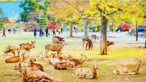 যেখানে প্রাণীর রাজত্ব চলে...