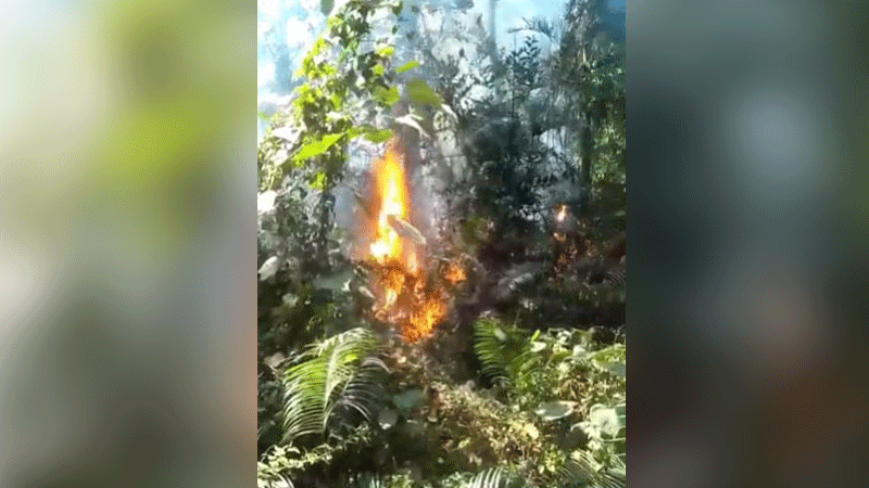 সিংড়া জাতীয় উদ্যানে আগুন, পুড়ল ১৭ একর বেতবাগান সিংড়া জাতীয় উদ্যানে আগুন, পুড়ল ১৭ একর বেতবাগান