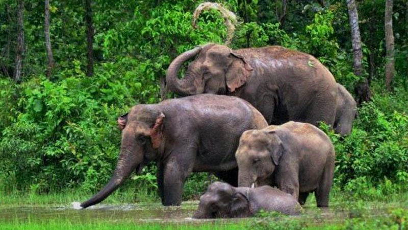 শেরপুরের বৈদ্যুতিক ফাঁদে হাতির মৃত্যু, কৃষক গ্রেপ্তার শেরপুরের বৈদ্যুতিক ফাঁদে হাতির মৃত্যু, কৃষক গ্রেপ্তার