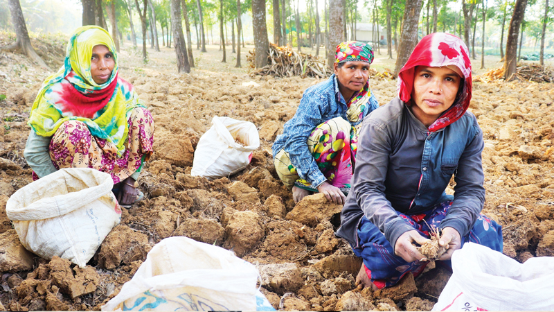 পাতা খুঁটে মজুরি পান পুরুষের অর্ধেক পাতা খুঁটে মজুরি পান পুরুষের অর্ধেক