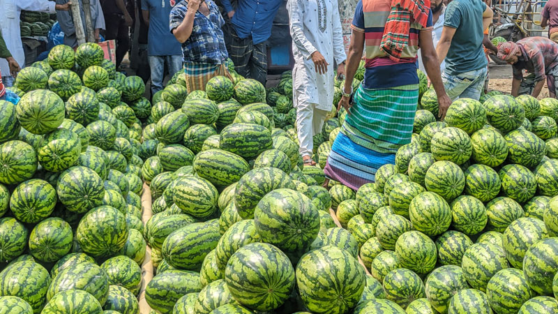 জমজমাট তরমুজ আড়ত দিনে বিক্রি কোটি টাকা জমজমাট তরমুজ আড়ত দিনে বিক্রি কোটি টাকা