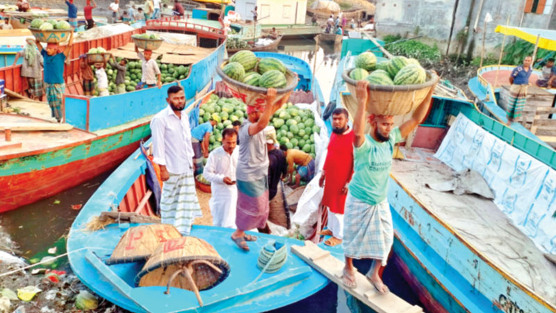 ধান ছেড়ে তরমুজ, লাভ ফড়িয়ার ধান ছেড়ে তরমুজ, লাভ ফড়িয়ার
