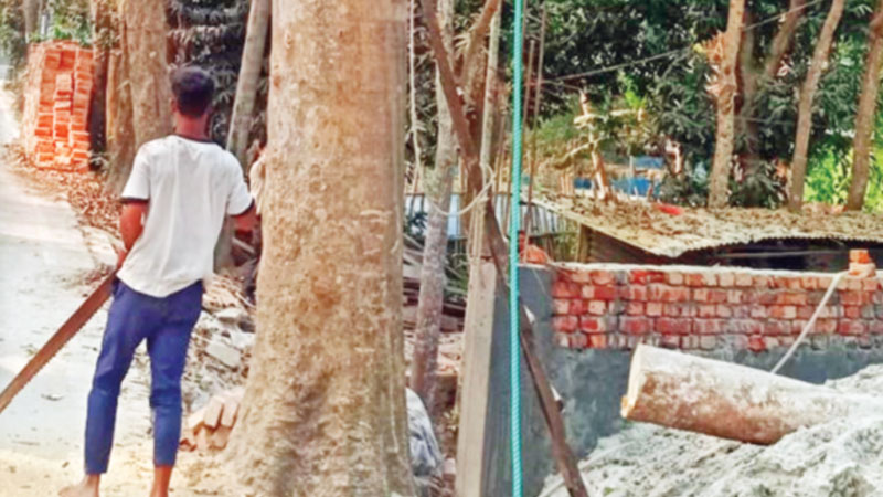 সরকারি গাছ কাটায় নীরব প্রশাসন সরকারি গাছ কাটায় নীরব প্রশাসন