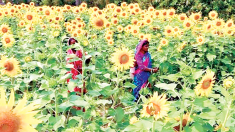 কিষানির ‘সূর্যমুখী স্বপ্ন’ কিষানির ‘সূর্যমুখী স্বপ্ন’