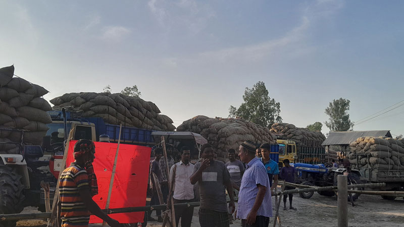 আলু নিয়ে নিরুপায় কৃষক আলু নিয়ে নিরুপায় কৃষক