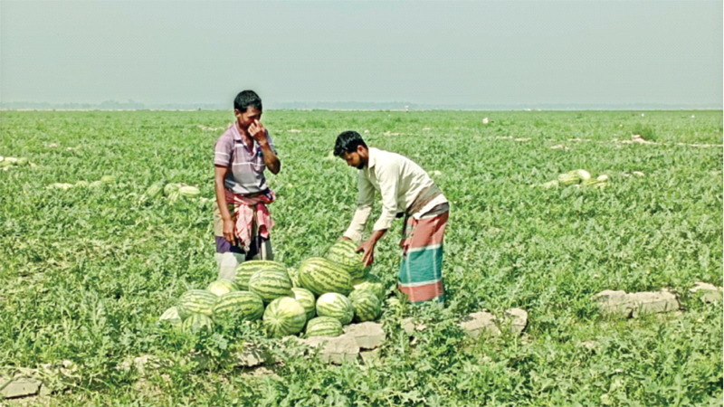 কৃষকের ১৫০ টাকার তরমুজ বাজারে ৫০০ কৃষকের ১৫০ টাকার তরমুজ বাজারে ৫০০