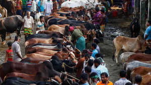 দেশে কোরবানিযোগ্য পশু ১ কোটি ২৪ লাখ ৪৭ হাজার