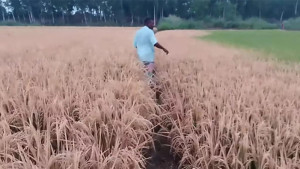 কৃষকের ছয় বিঘা জমির ধান নষ্টের অভিযোগ