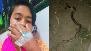 কামড় দেওয়ার পর সাপকে নিয়ে টিকটক, অতঃপর...