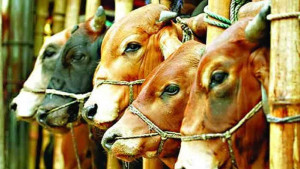 তৃতীয় সর্বোচ্চ দরদাতা পেল ডিএনসিসির পশুর হাটের ইজারা