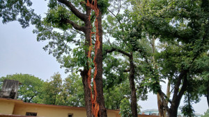 বজ্রপাতে দু’ভাগ হলো মেহগনিগাছ