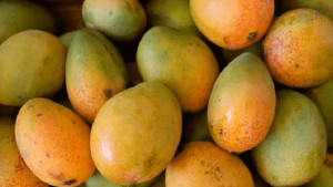 চীনে প্রথমবারের মতো বাংলাদেশি আম রপ্তানি শুরু আজ