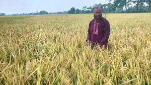 ব্রি ১০৪ জাতের ধানে প্রথমবারেই বাজিমাত
