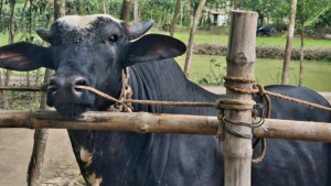হবিগঞ্জে হাট কাঁপাবে জিল্লু-ডন-সুলতান