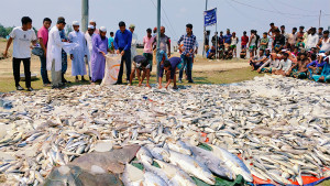 নিষেধাজ্ঞার সময় ধরা ৬১৫ কেজি ইলিশ দেওয়া হলো মাদ্রাসা-এতিমখানায়