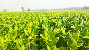 ফসলের জমিতে তামাকের আগ্রাসন