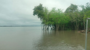 জোয়ারের পানিতে ভেসে আসা হরিণের বাচ্চা উদ্ধার