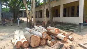 ঋণ পরিশোধ  করতে সরকারি গাছ বিক্রি
