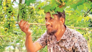 ২৫ জাতের আঙুর মাসুদের বাগানে