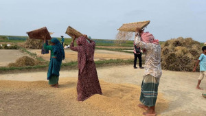 বোরোর ‘মেগা স্টোর’ হাকালুকিতে বাম্পার ফলন