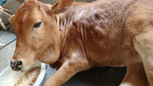 লাম্পি স্কিনের ভ্যাকসিন সংকট