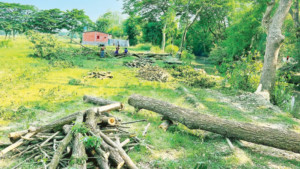 চার খাল খননে কাটা পড়ছে ৫ হাজারের বেশি গাছ