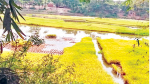 তামাকের বদলে ধান  চাষ মাতামুহুরীর চরে