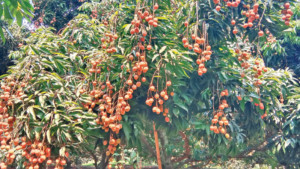 ভিন্ন স্বাদের হাজরাপুরী লিচুর স্বীকৃতি