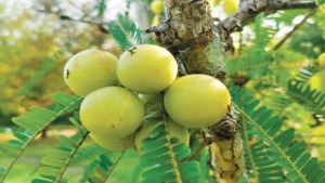 অসময়ে দেখা আমলকী