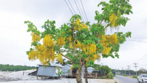 সোনালি সৌন্দর্যের  ঝরনায় ঔষধি গুণ