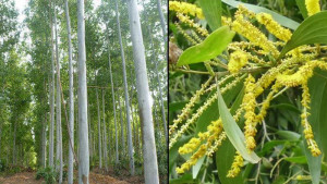 ইউক্যালিপটাস  ও আকাশমণি গাছ নিষিদ্ধ