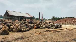৩৫ ভাটায় পুড়ছে কাঠ বিপন্ন কৃষি ও জনস্বাস্থ্য