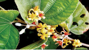 ক্যাম্পাস রাঙিয়েছে বুনোফল ‘ফলসা’