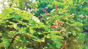 অদ্ভুত গাছ অক্টোপাস ট্রি