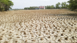 লবণের প্রভাবে অনাবাদি  ৯ হাজার হেক্টর জমি