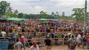 গরুর হাটে ক্রেতা কম, মন খারাপ বিক্রেতার