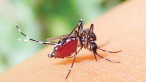 ডেঙ্গুর মৌসুম: কী খাবেন  কী খাবেন না