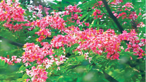 লাল সোনাইলের গোলাপি আভা