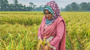 রোগ প্রতিরোধী সুগন্ধিযুক্ত নতুন জাতের ধান উদ্ভাবন