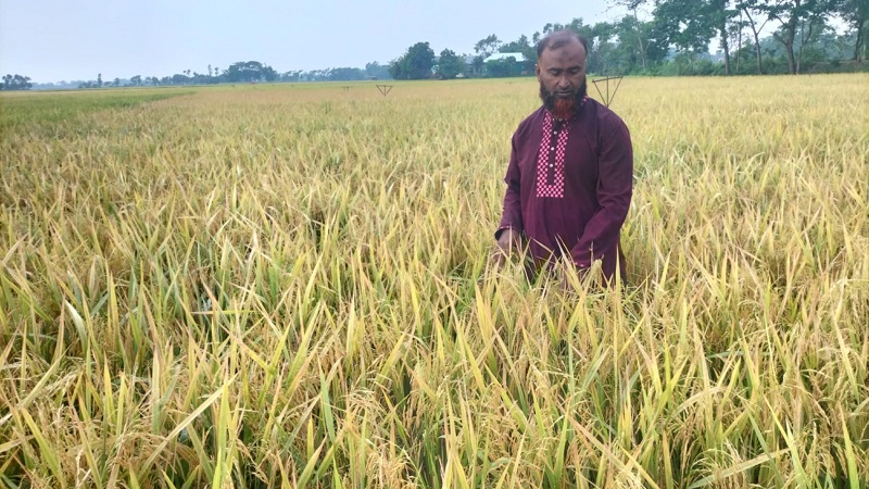 ব্রি ১০৪ জাতের ধানে প্রথমবারেই বাজিমাত ব্রি ১০৪ জাতের ধানে প্রথমবারেই বাজিমাত