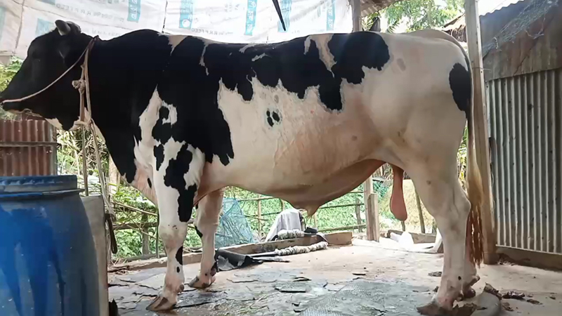 ৩২ মণের ‘সাদাময়না’ যেন এলাকার সেলিব্রিটি ৩২ মণের ‘সাদাময়না’ যেন এলাকার সেলিব্রিটি