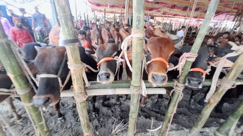 গাবতলী পশুর হাটের ইজারায় প্রক্রিয়াগত ভুল অনুসন্ধানে কমিটি গঠন গাবতলী পশুর হাটের ইজারায় প্রক্রিয়াগত ভুল অনুসন্ধানে কমিটি গঠন