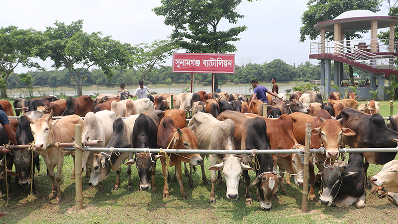 কোরবানির ঈদ সামনে রেখে চোরাইপথে আসছে গরু কোরবানির ঈদ সামনে রেখে চোরাইপথে আসছে গরু