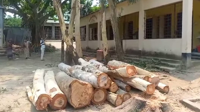 ঋণ পরিশোধ করতে সরকারি গাছ বিক্রি ঋণ পরিশোধ করতে সরকারি গাছ বিক্রি