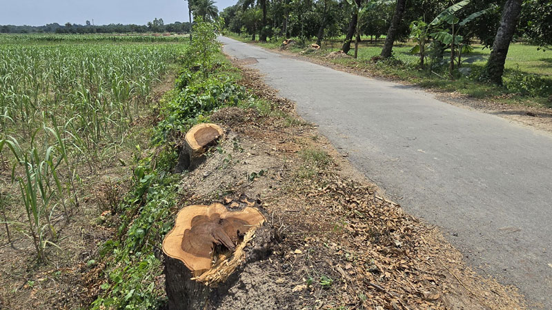 প্রশাসনের সিদ্ধান্তের আগেই কাটা পড়ল আড়াইশ গাছ প্রশাসনের সিদ্ধান্তের আগেই কাটা পড়ল আড়াইশ গাছ