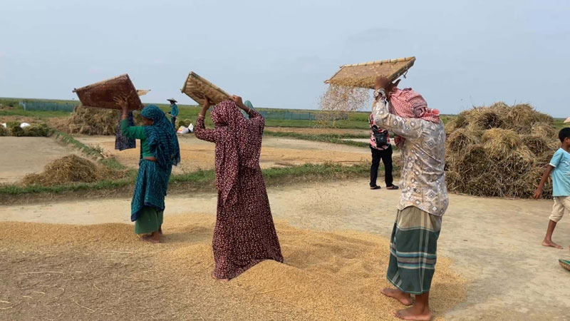 বোরোর ‘মেগা স্টোর’ হাকালুকিতে বাম্পার ফলন বোরোর ‘মেগা স্টোর’ হাকালুকিতে বাম্পার ফলন